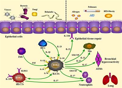 Frontiers | The Role Of Group 3 Innate Lymphoid Cells In Lung Infection ...